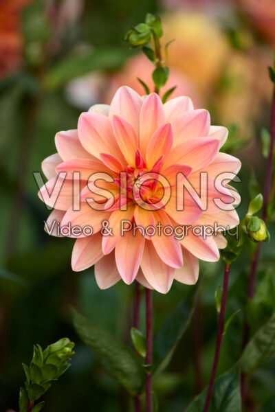 Dahlia Mister Frans Dahlia Mister Frans