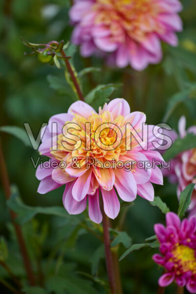 Dahlia Life Style