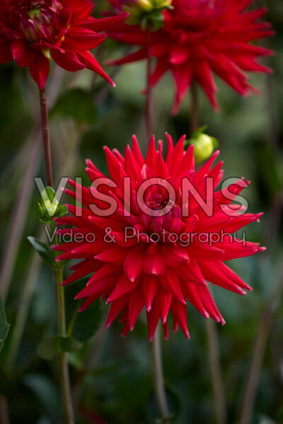 Dahlia Karma Red Corona