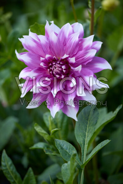 Dahlia Jean Marie