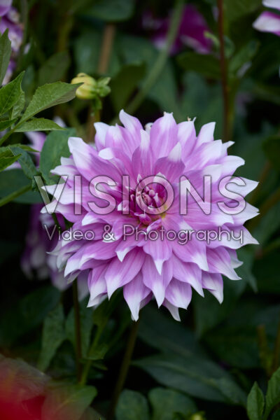 Dahlia Jean Marie