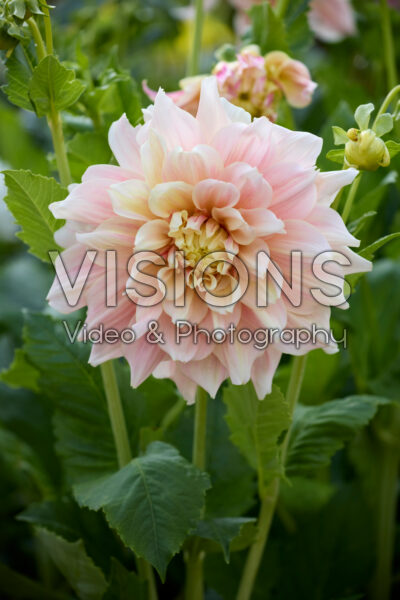 Dahlia Break Out