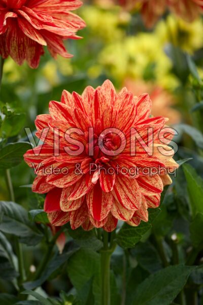 Dahlia Neo