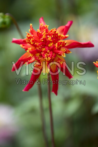 Dahlia Octopus Sparkle
