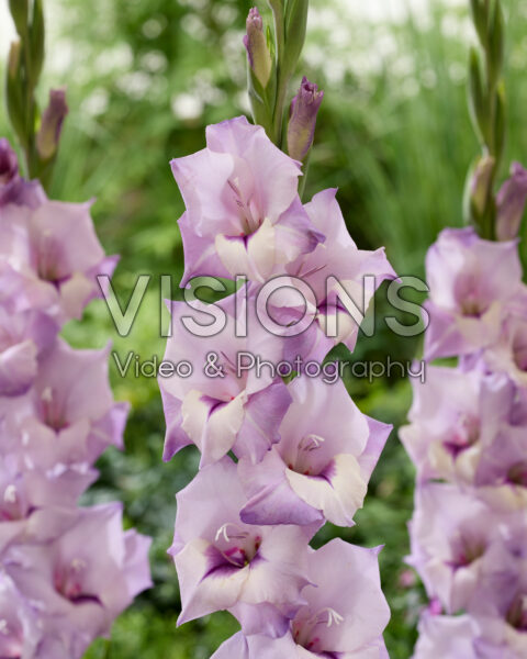 Gladiolus Purple Diamond mutant