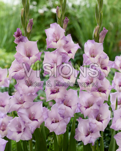 Gladiolus Purple Diamond mutant Gladiolus Purple Diamond mutant
