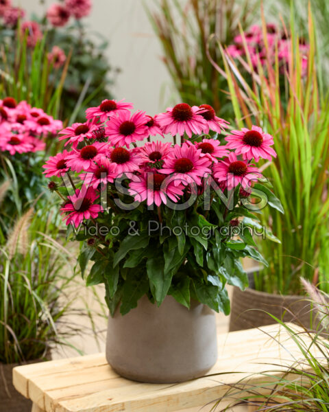 Echinacea Cerise Pink Compact Echinacea Cerise Pink Compact