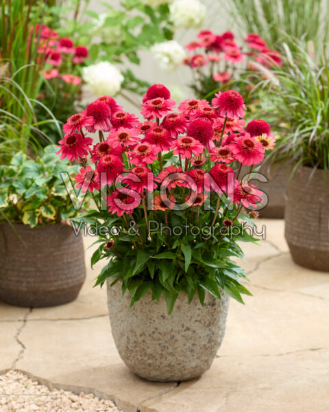 Echinacea Cerise Double Compact Echinacea Cerise Double Compact
