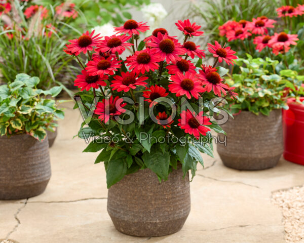 Echinacea Cerise Red Early Big Flower