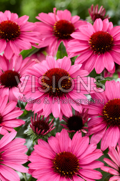 Echinacea Cerise Pink Compact Echinacea Cerise Pink Compact