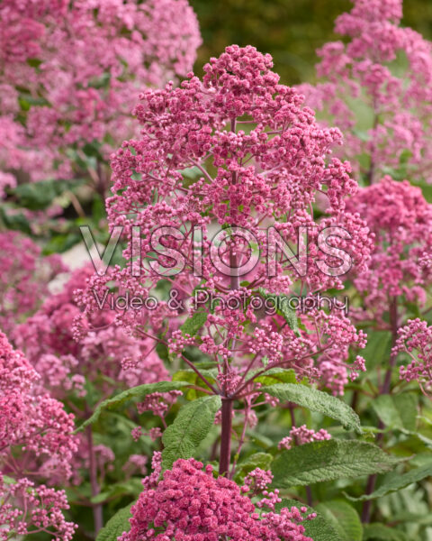 Eupatorium Jojo