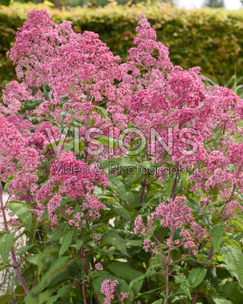 Eupatorium Jojo