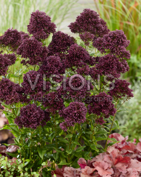 Phlox Velvet