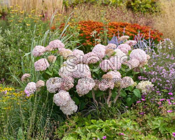 Hydrangea Standup Pink