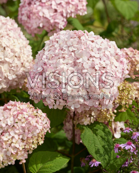 Hydrangea Standup Pink