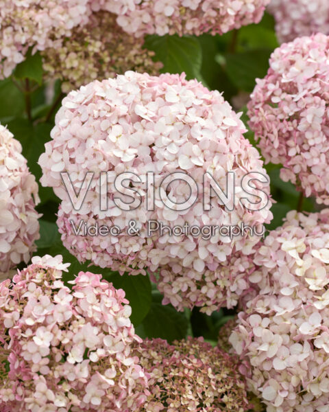 Hydrangea Standup Pink