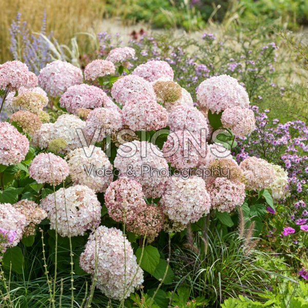 Hydrangea Standup Pink Hydrangea Standup Pink