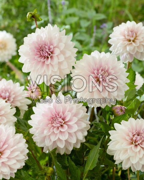Dahlia Valente Dahlia Valente
