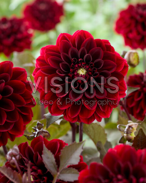 Dahlia Ozzy
