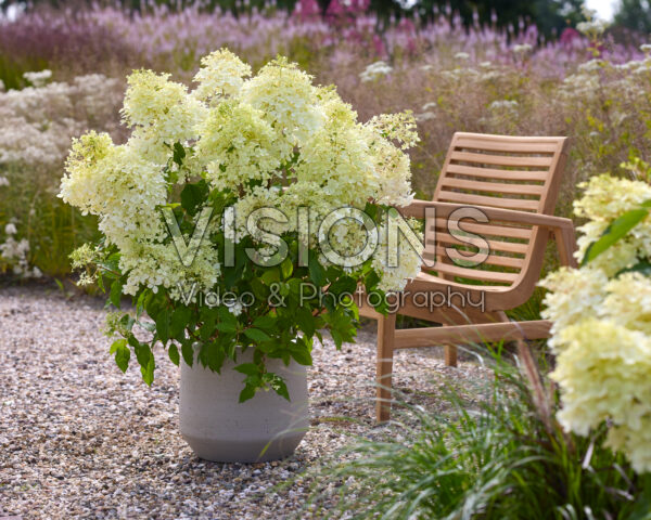 Hydrangea paniculata Phantom Hydrangea paniculata Phantom