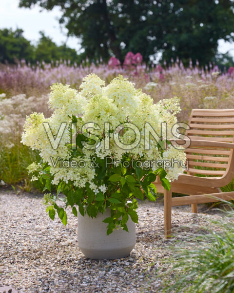 Hydrangea paniculata Phantom