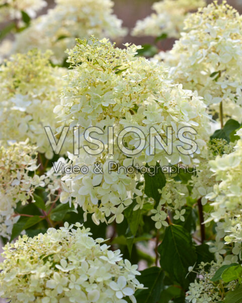 Hydrangea paniculata Phantom Hydrangea paniculata Phantom