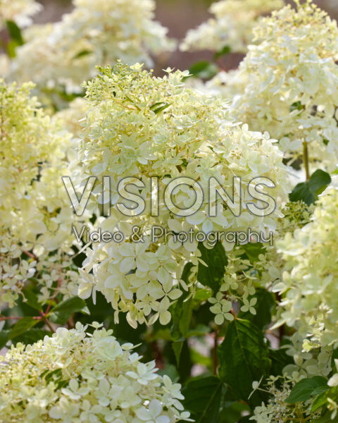 Hydrangea paniculata Phantom