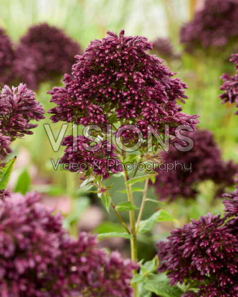 Phlox Velvet Phlox Velvet