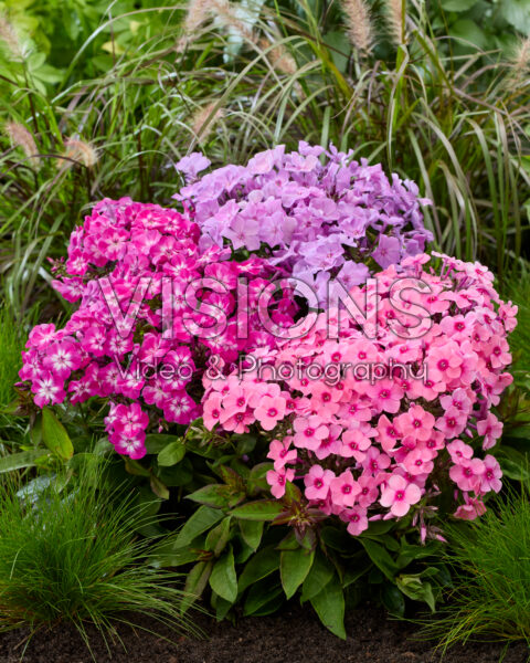 Phlox Flatscreen™ mix Phlox Flatscreen™ mix