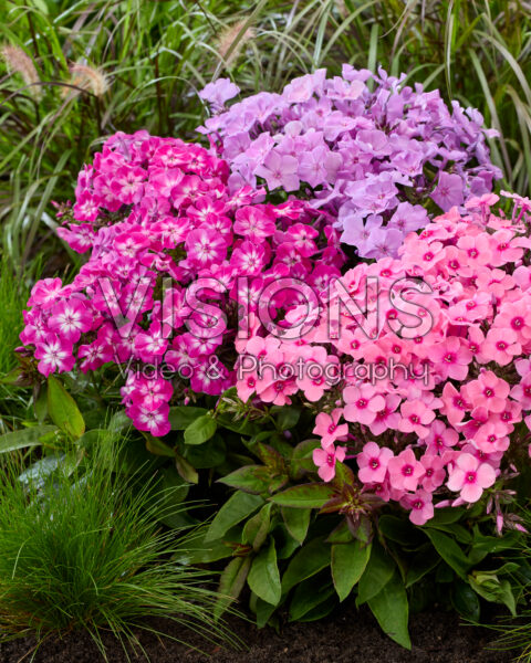 Phlox Flatscreen™ mix Phlox Flatscreen™ mix