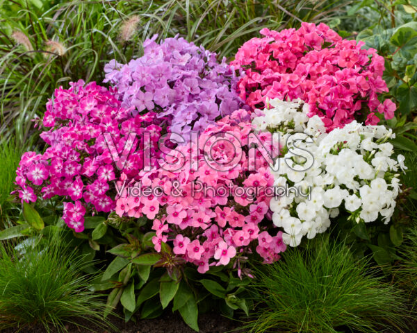 Phlox Flatscreen™ mix Phlox Flatscreen™ mix