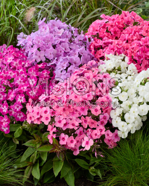 Phlox Flatscreen™ mix Phlox Flatscreen™ mix