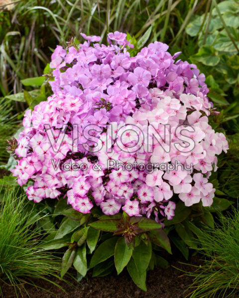 Phlox Flatscreen™ mix