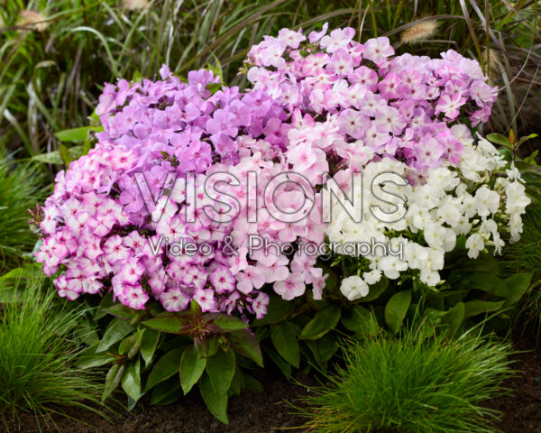 Phlox Flatscreen™ mix