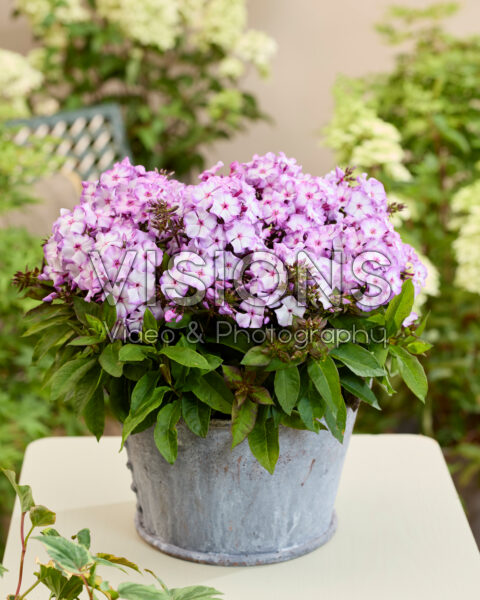 Phlox Flatscreen™ 2015036 Phlox Flatscreen™ 2015036