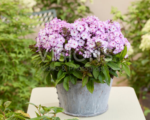 Phlox Flatscreen™ 2015036