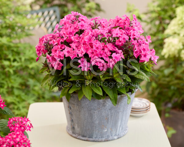 Phlox Flatscreen™ 2020009