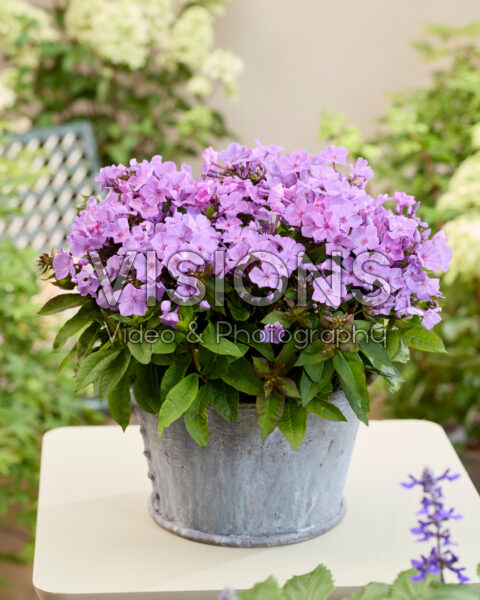 Phlox Flatscreen™ 2019009 Phlox Flatscreen™ 2019009