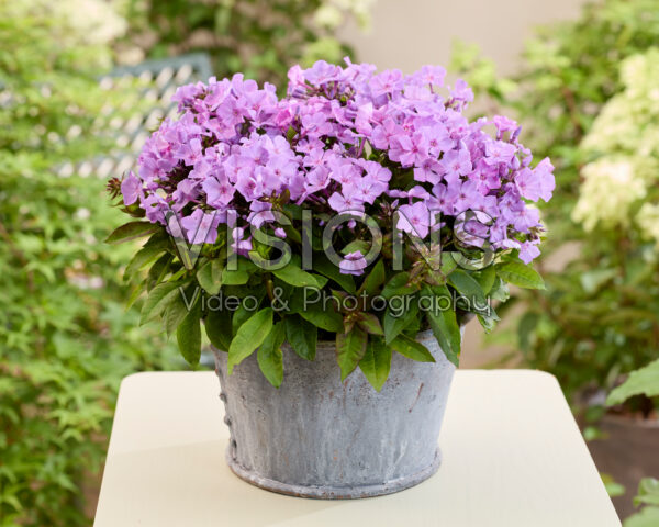 Phlox Flatscreen™ 2019009