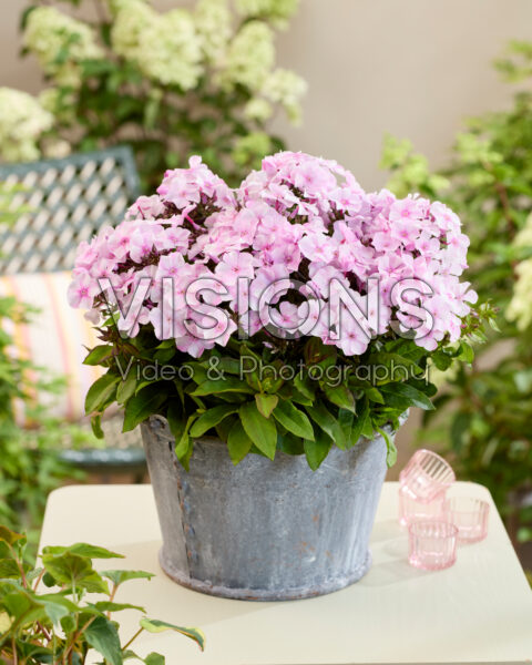 Phlox Flatscreen™ 2018030 Phlox Flatscreen™ 2018030