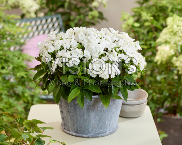 Phlox Flatscreen™ 2020003 Phlox Flatscreen™ 2020003