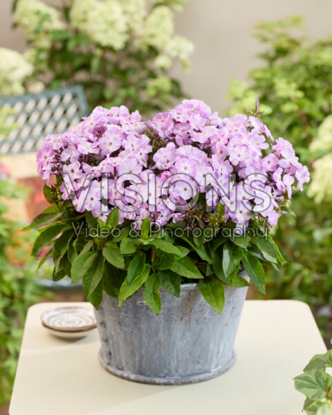 Phlox Flatscreen™ 2018023 Phlox Flatscreen™ 2018023