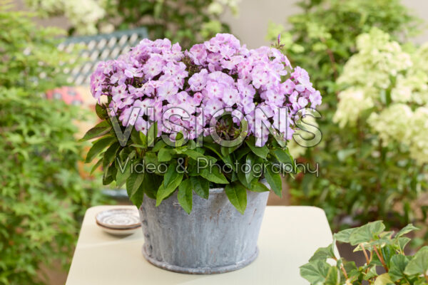 Phlox Flatscreen™ 2018023 Phlox Flatscreen™ 2018023