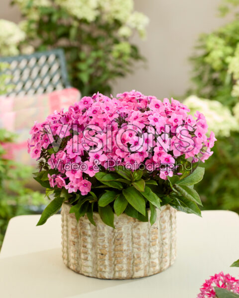 Phlox Flatscreen™ 2018015