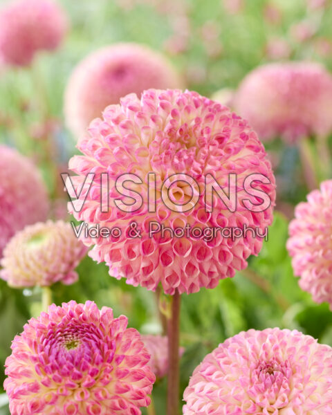Dahlia Jowey 23-05