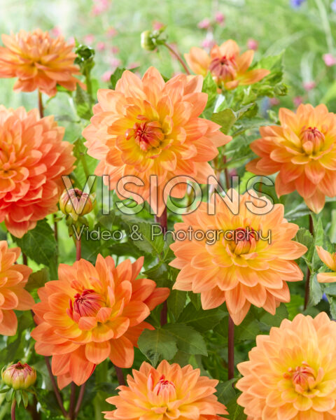 Dahlia Gwyneth