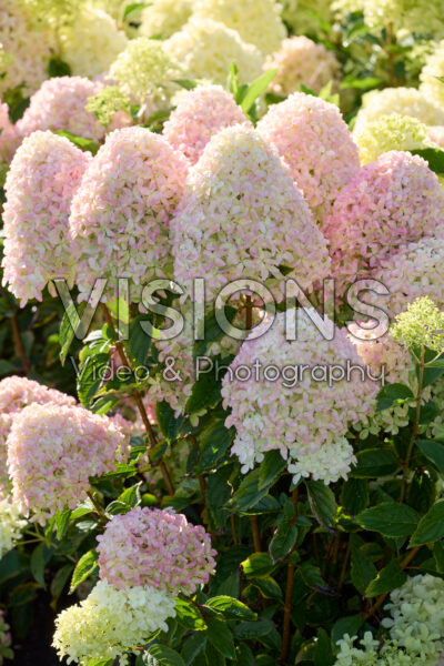 Hydrangea paniculata