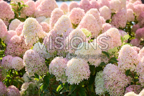 Hydrangea paniculata Hydrangea paniculata