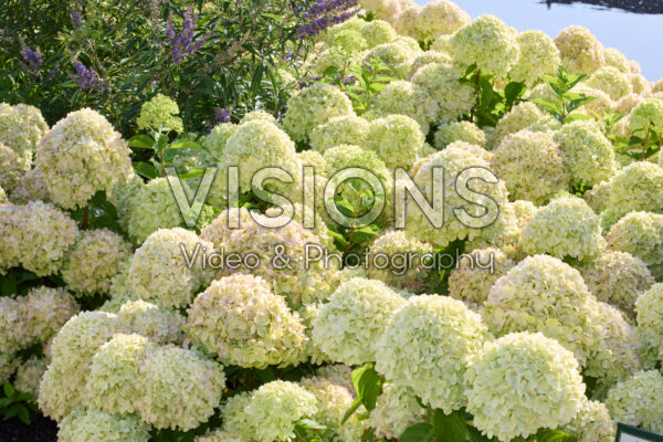 Hydrangea paniculata Greenlight