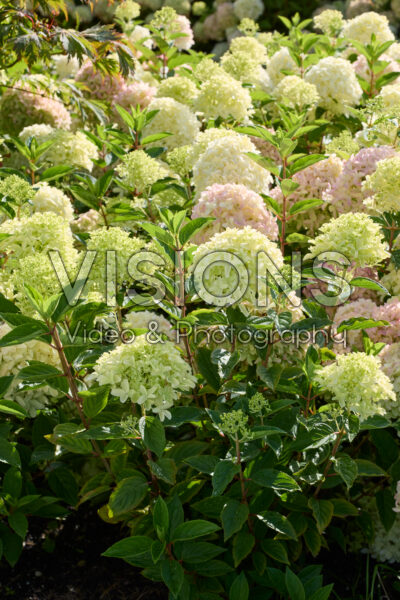 Hydrangea paniculata